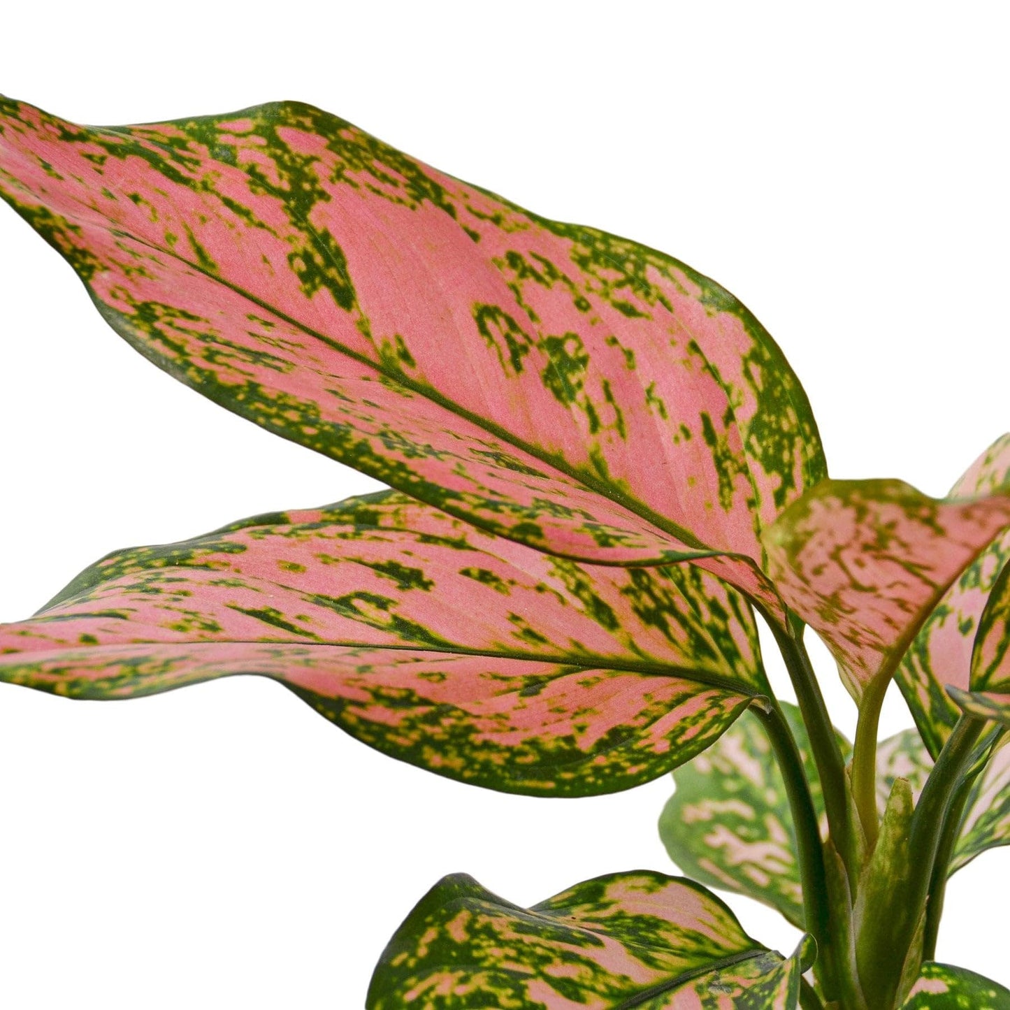 9 Pack Chinese Evergreen 'Lady Valentine' in 6in Pot - Live Plants Tropical Houseplants | Variegated | USA Growers | The Snobby Leaf