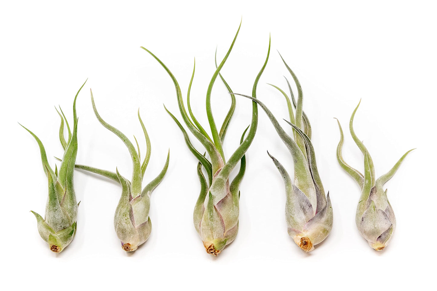 Tillandsia Caput Medusae Air Plants - Live Succulent House Plants - Available in Wholesale and Bulk - Home and Garden Decor - Easy Care Indoor/Outdoor Air Plant (Pack of 5)