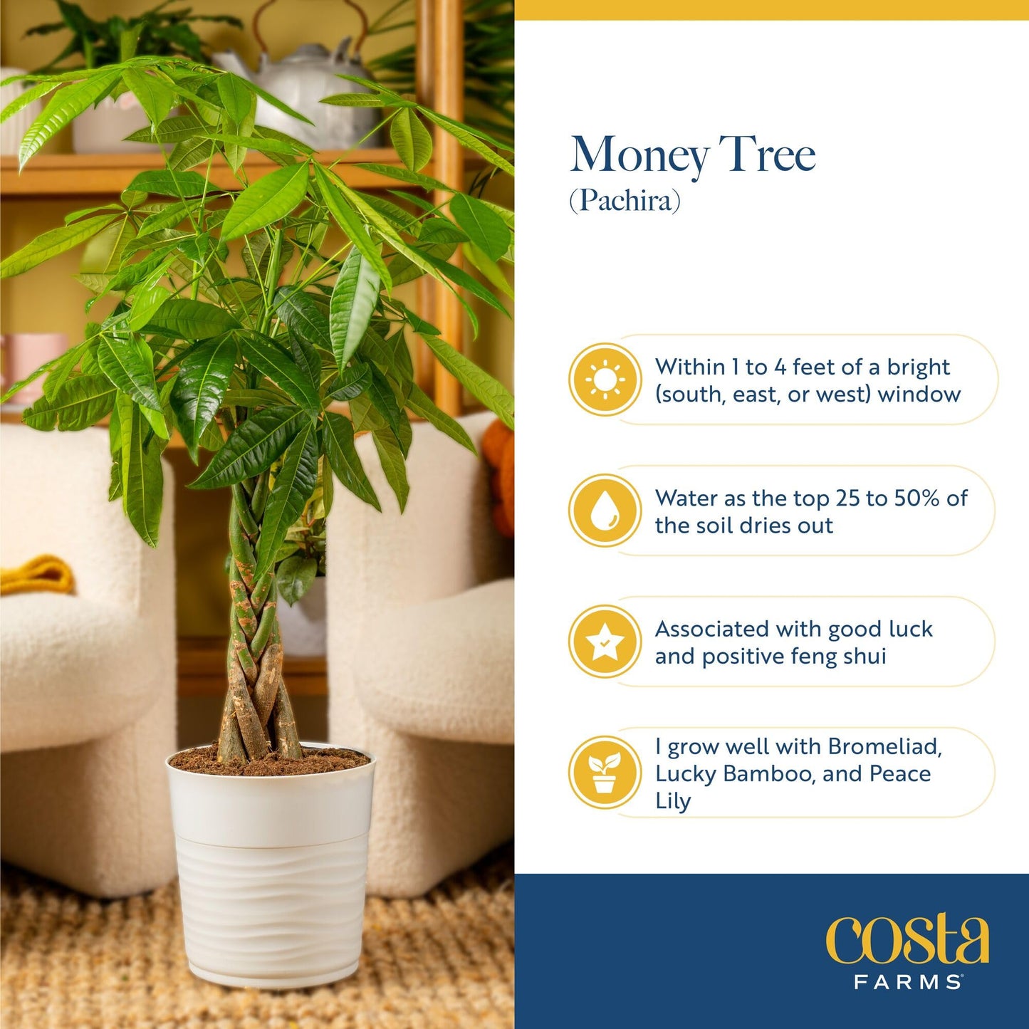 Costa Farms Live Money Tree Plants (2-Pack), Large Indoor Plant 3-4 Feet Tall with Braided Trunk, Easy Care Floor Houseplants in 10-Inch Decor Pots, Pet Friendly Housewarming Gift & Office Decor