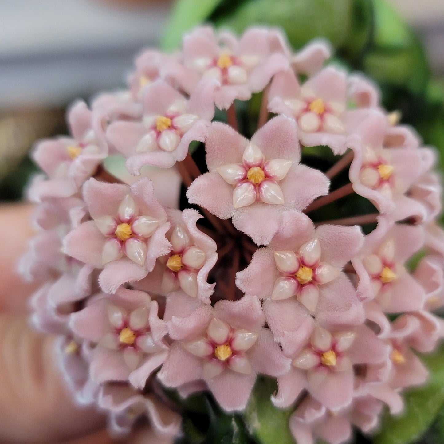 Variegated Hoya Compacta aka Hoya Hindu Rope Variegated Available in 2", 4", and 6" Pot Live Hoya Plant Prime Plants California (2 Small Plants/Stems, 4" Pot)