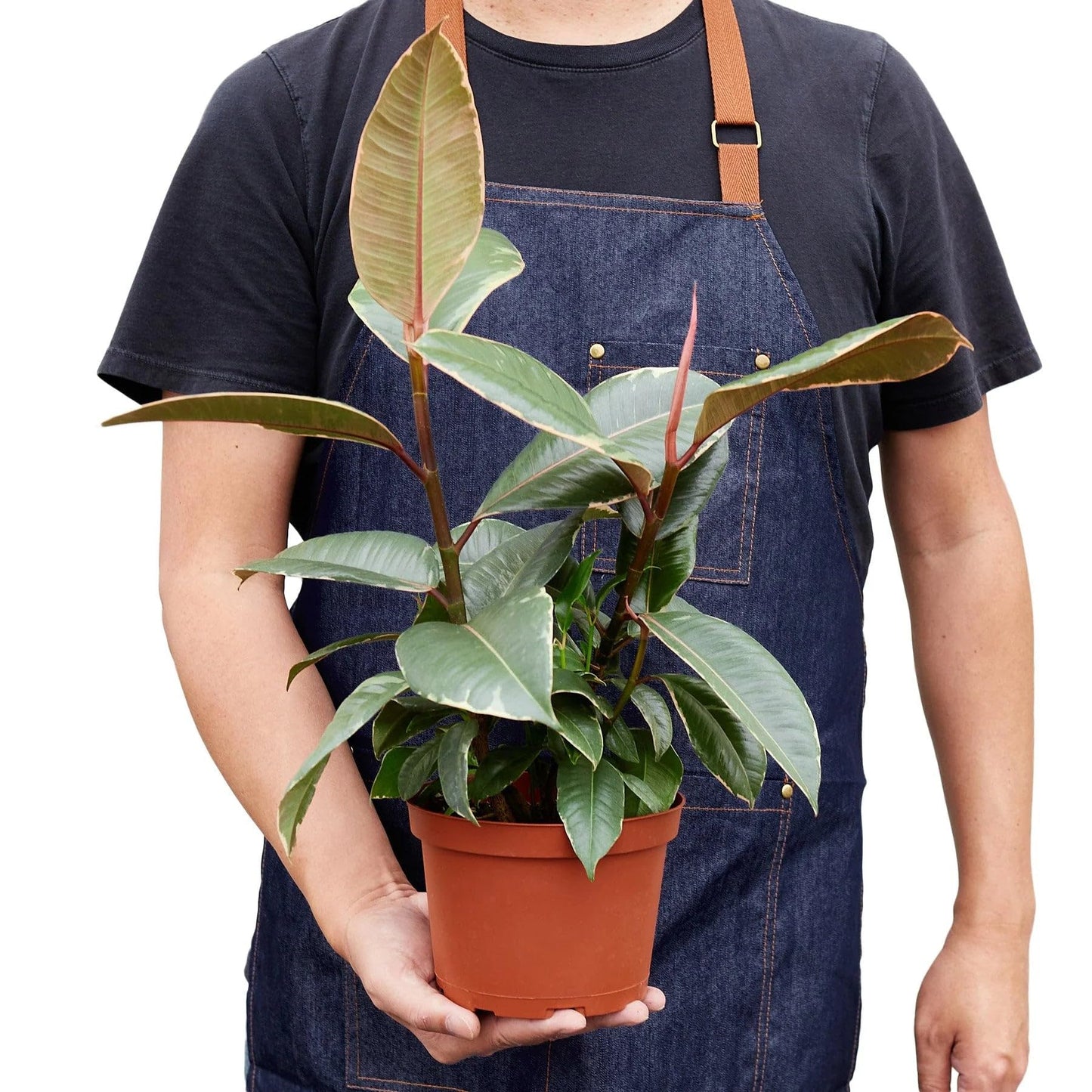 7 Pack Ficus Elastica 'Tineke' in 4in Pot - Live Plants Tropical Houseplants | Variegated | USA Growers | The Snobby Leaf