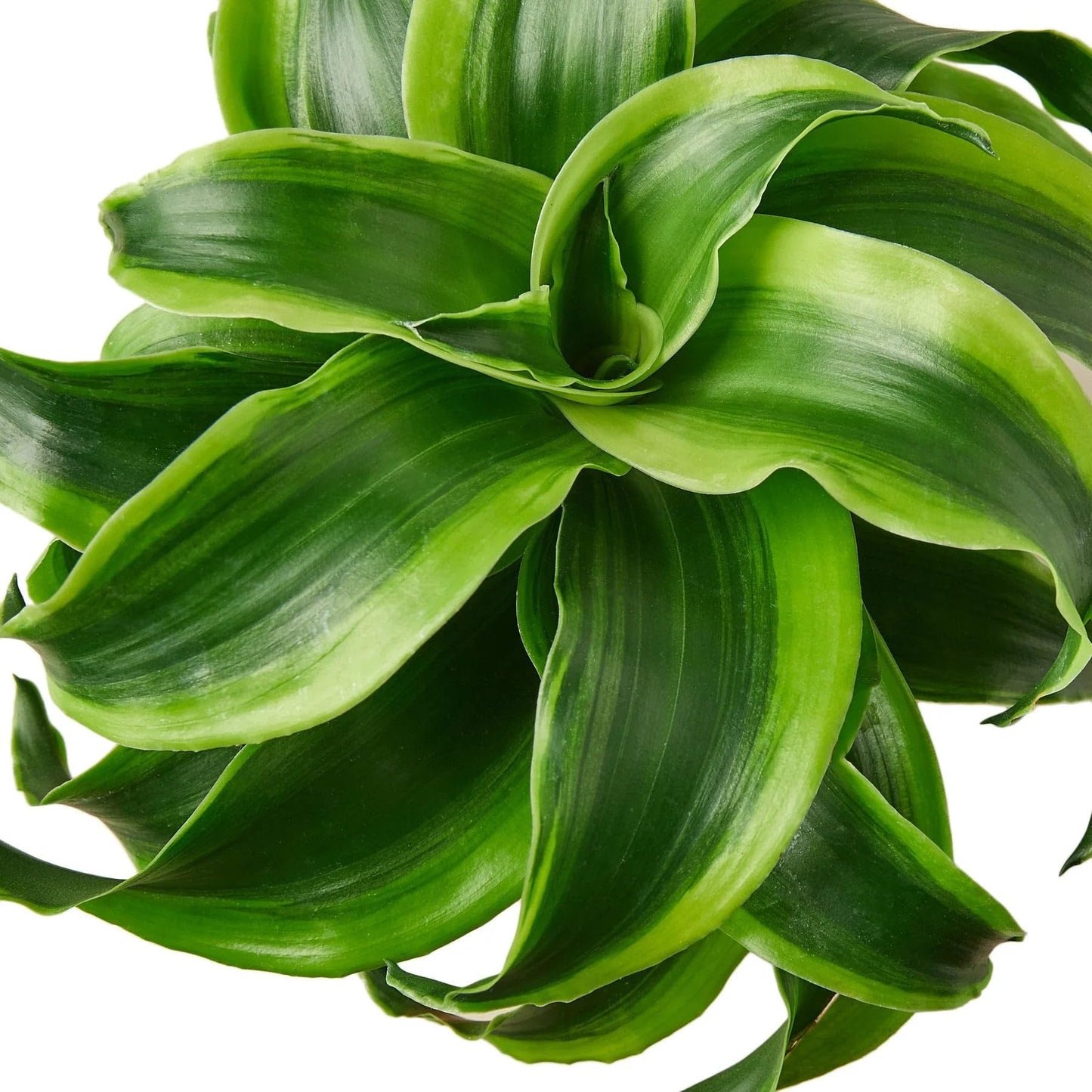 3 Pack Dracaena 'Tornado' in 6in Pot - Live Plants Tropical Houseplants | Variegated | USA Growers | The Snobby Leaf