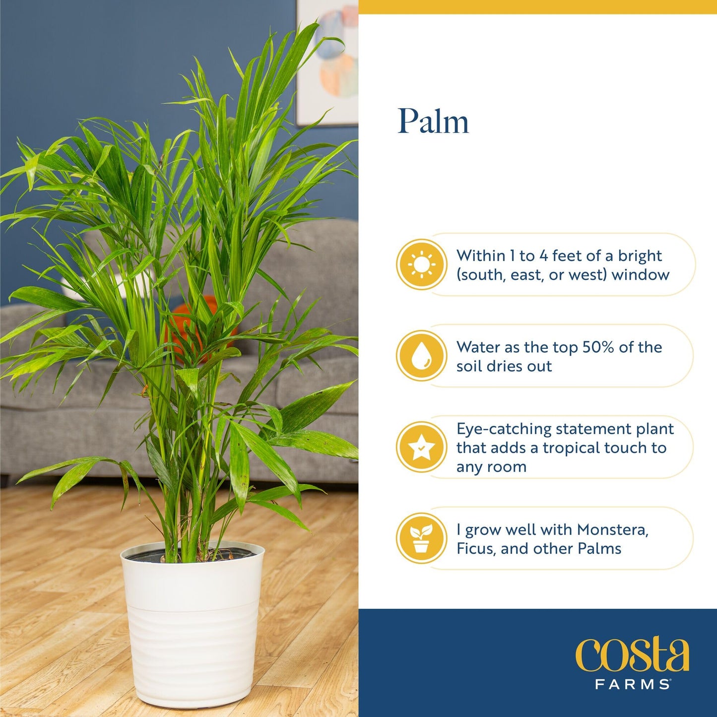 Costa Farms Majesty Palm Live Plant in Decorative Pot, Large Indoor Houseplant, Perfect for Home, Room, or Office Decor, Great House Warming or Birthday Gift, 3-4 Feet Tall