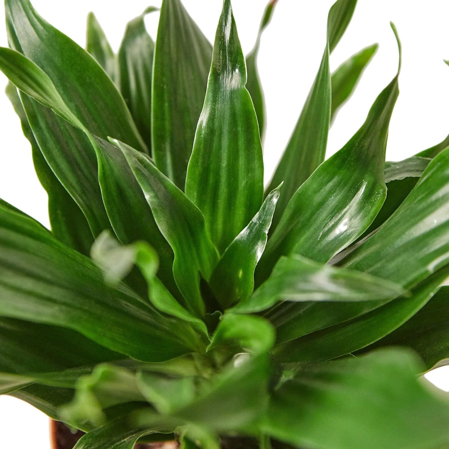 6 Pack Dracaena 'Janet Craig' in 3in Pot - Live Plants Tropical Houseplants | Variegated | USA Growers | The Snobby Leaf