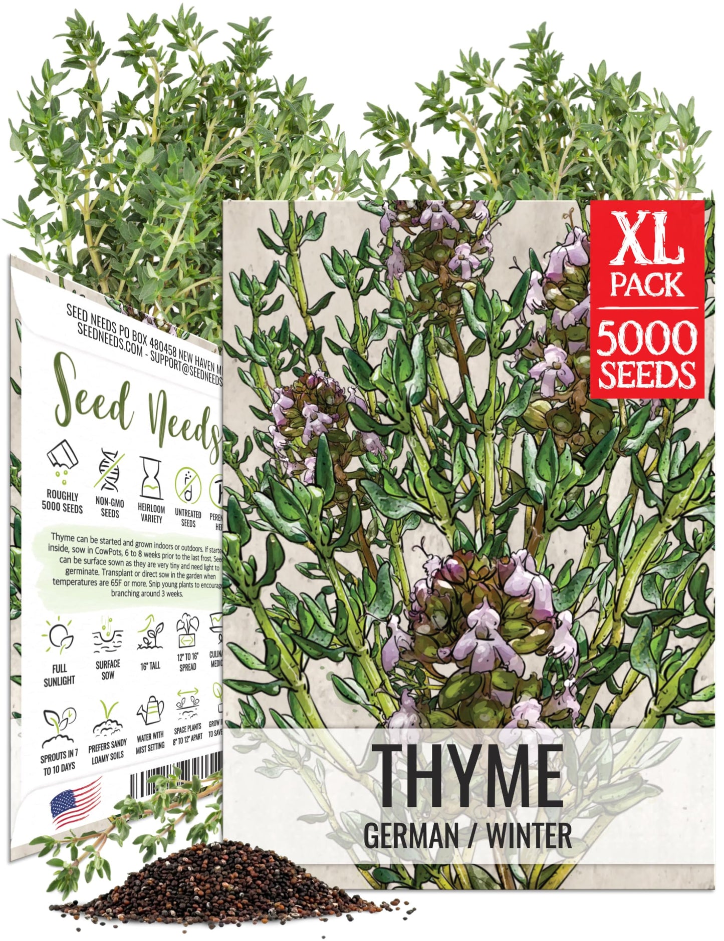 Seed Needs Thyme Seeds for Planting - Non-GMO Heirloom & Untreated Perennial Herb Seed to Plant a Culinary Kitchen Garden Indoors or Outdoors (XL Pack)