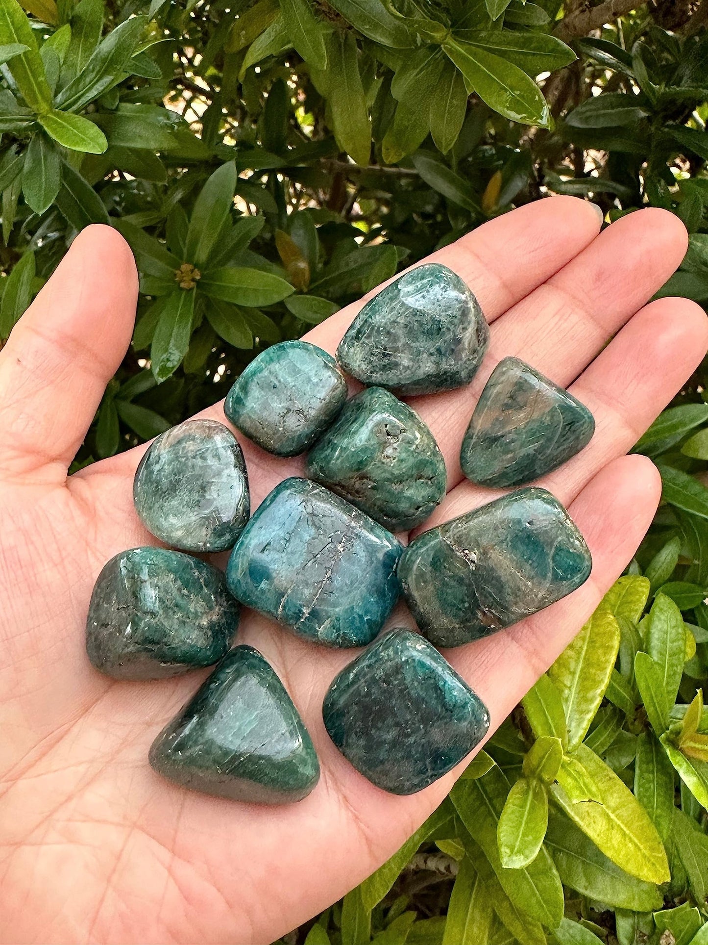 GAF TREASURES 5 Pcs Apatite Tumbled Stones, Polished Apatite Gemstone, Apatite Healing Crystals (Apatite)