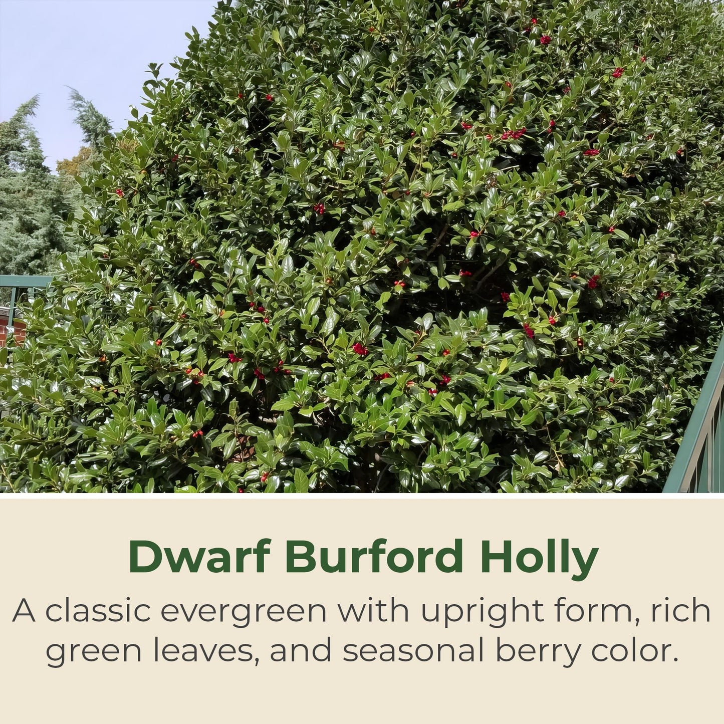 Holly Dwarf Burford Shrub – Compact Upright Evergreen Holly w/Small Showy White Flowers & Bright Red Berries for Formal Hedges & More - Grows Up to 10 ft in 1 Gal Grower Pot, USDA Zones 7–9, 1-Pack