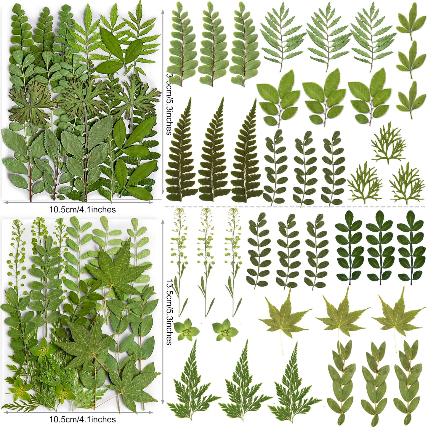85PCS Real Dried Pressed Leaf Leaves, YouthBro Green Nature Plant Herbarium Set for DIY Jewelry Candle Soap Vase Making Nail Card Scrapbook Art Craft Floral Decors,28 Styles Green Mixed