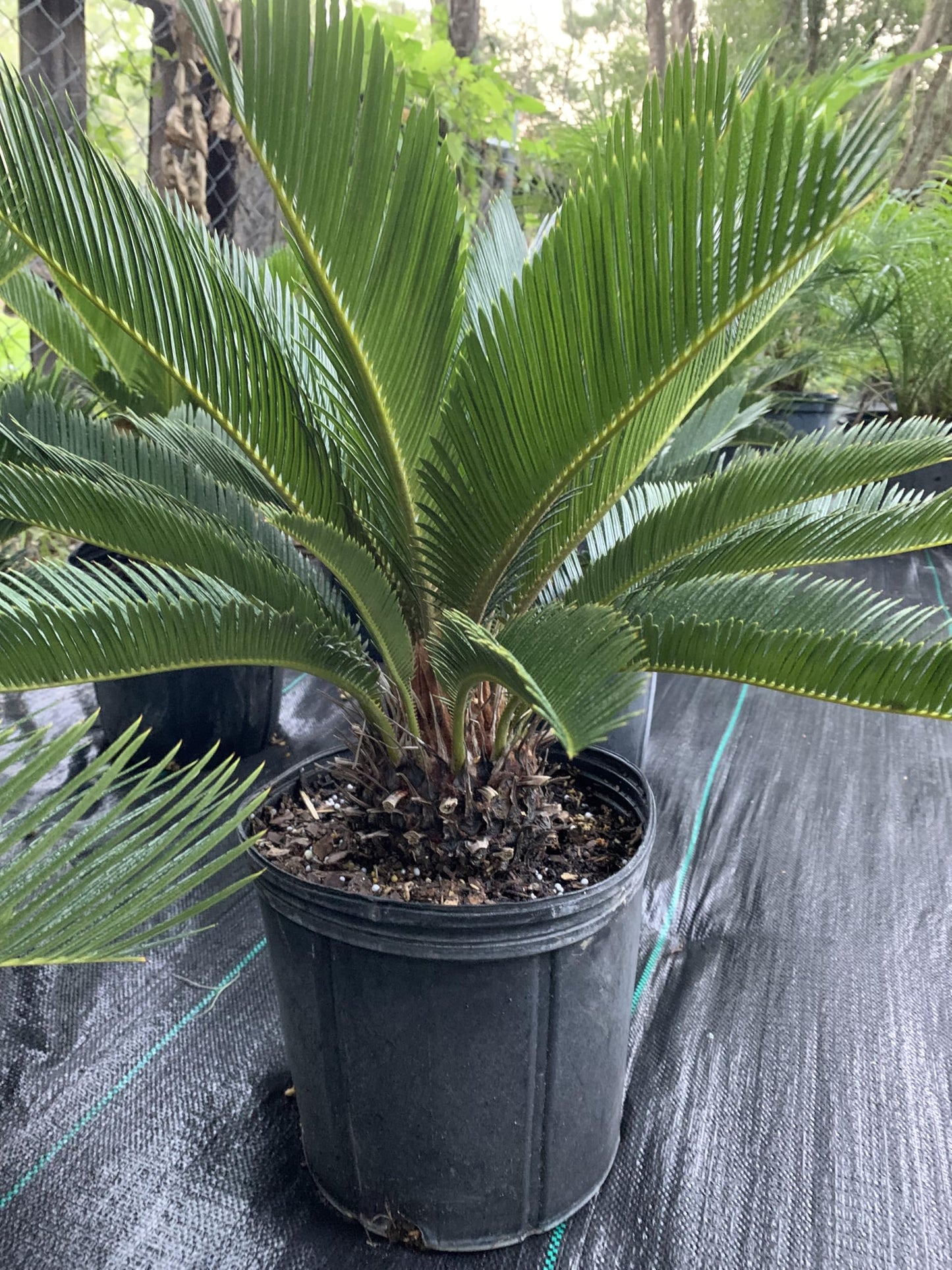 Eddies Acres King Sago Cycad Palm Live Plant, 3 Gallon Grower Pot, 12-18 inches Tall NO Shipping to California
