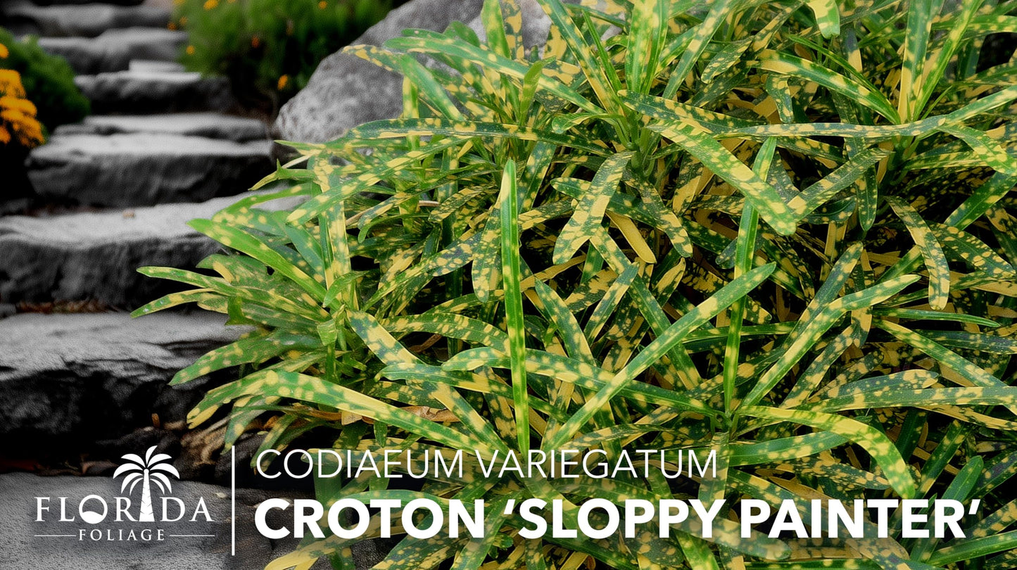 Croton Sloppy Painter Eleanor Roosevelt | 3 Live Plants | Codiaeum Variegatum | Outdoor Indoor Foliage, Tropical Houseplant, Easy Care, Vibrant Leaves, Unique Variegation, Low Light Adaptable