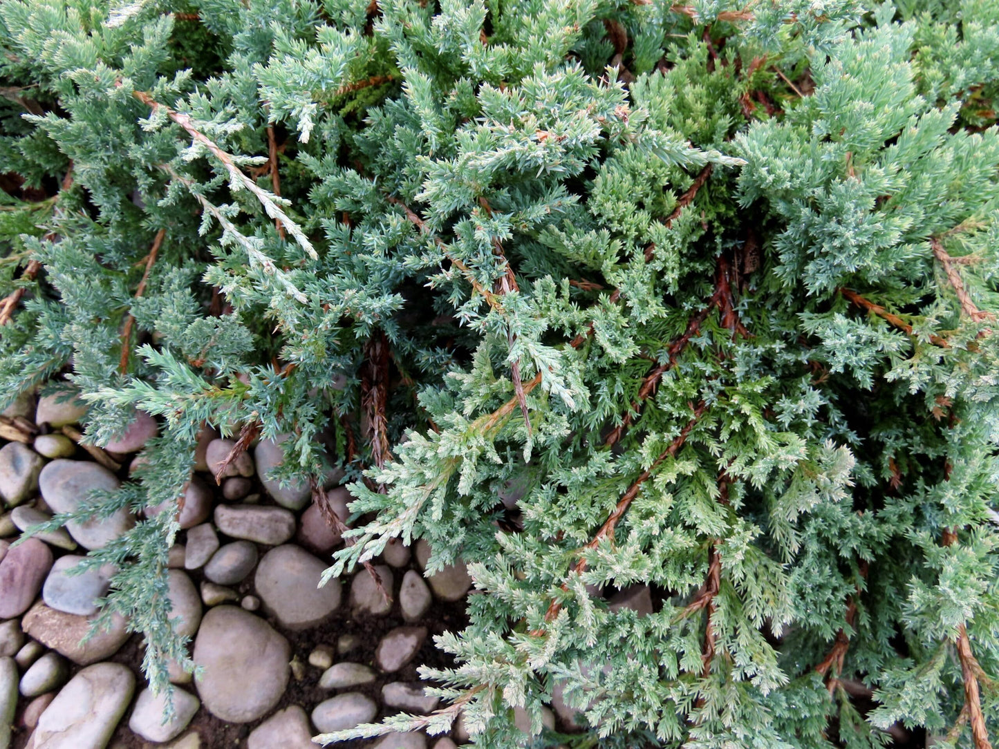 Juniper Blue Chip | 3 Live 4 Inch Pots | Juniperus horizontalis 'Blue Chip' | Low-Maintenance Ground Cover Plants | Drought-Tolerant Landscaping Shrub