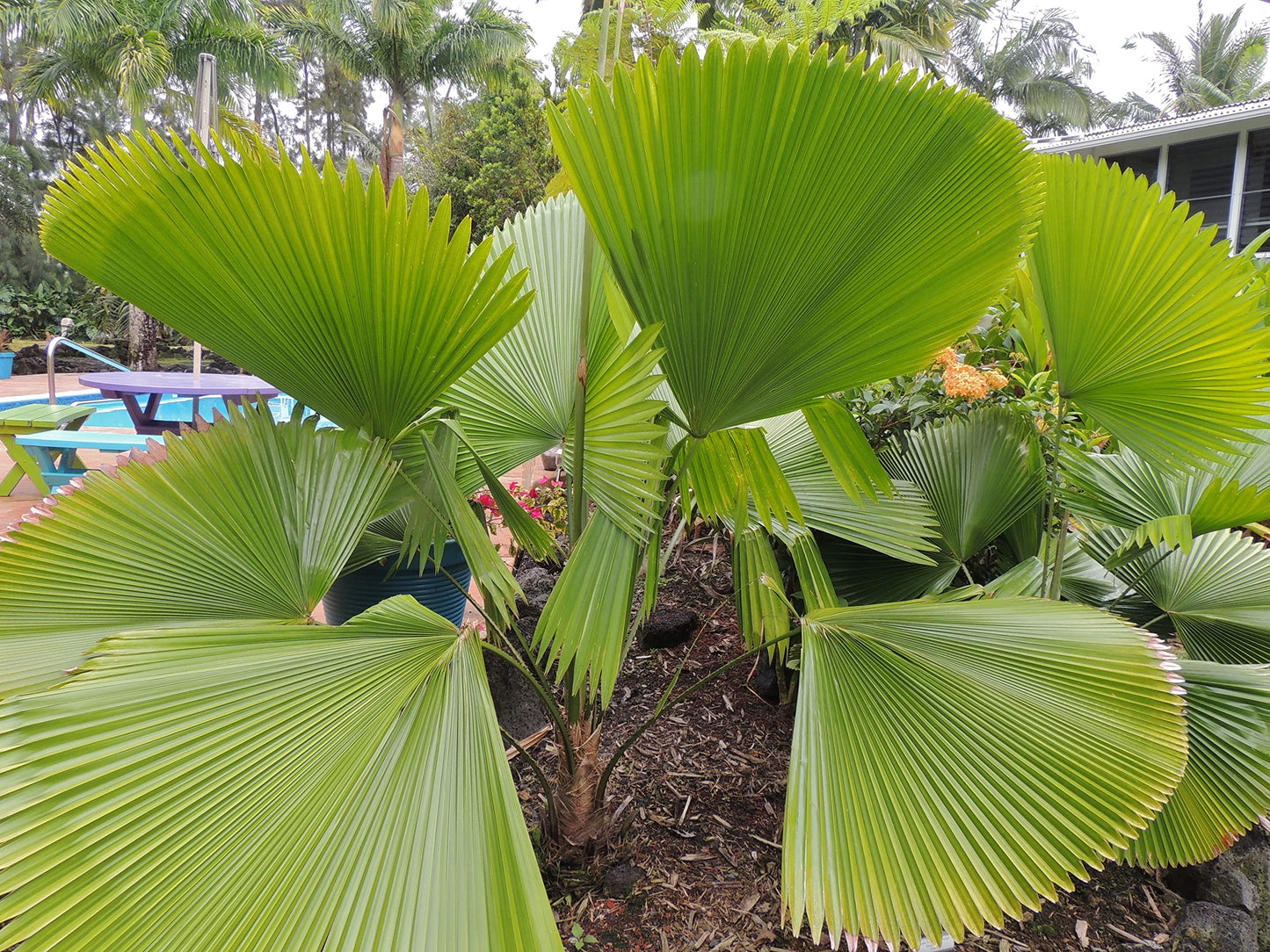 Licuala Peltata Fan Palm - Live Plant in a 3 Gallon Growers Pot - Licuala Peltata - Extremely Rare Ornamental Palms of Florida