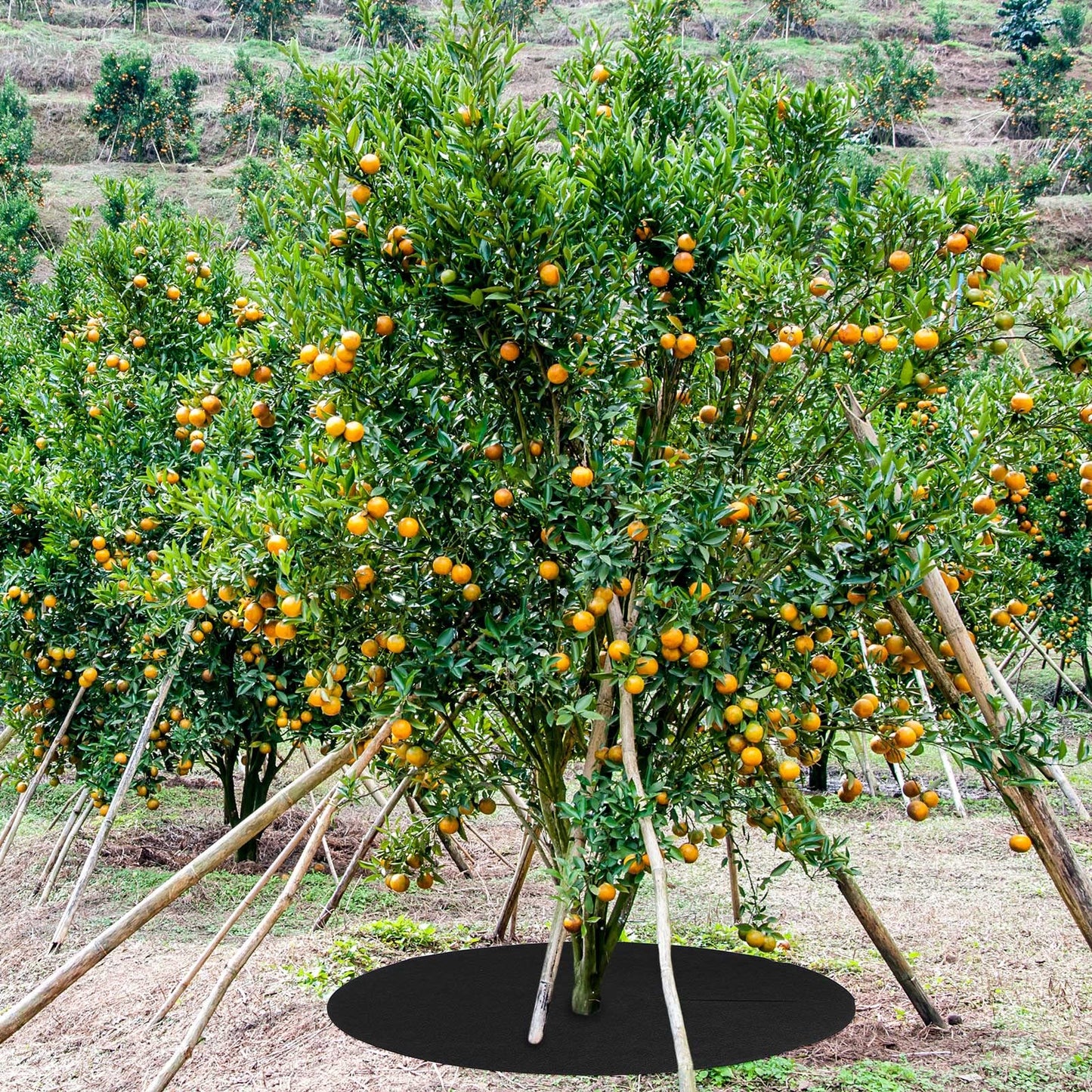 Shimeyao 8 Pack 32.2 Inch Non Woven Tree Mulch Ring Thickened Tree Mat Protector Reusable Trees Weed Mat Round Fabric Trees Root Barrier or Landscape Weed Barrier Plant Root Protection(Black)