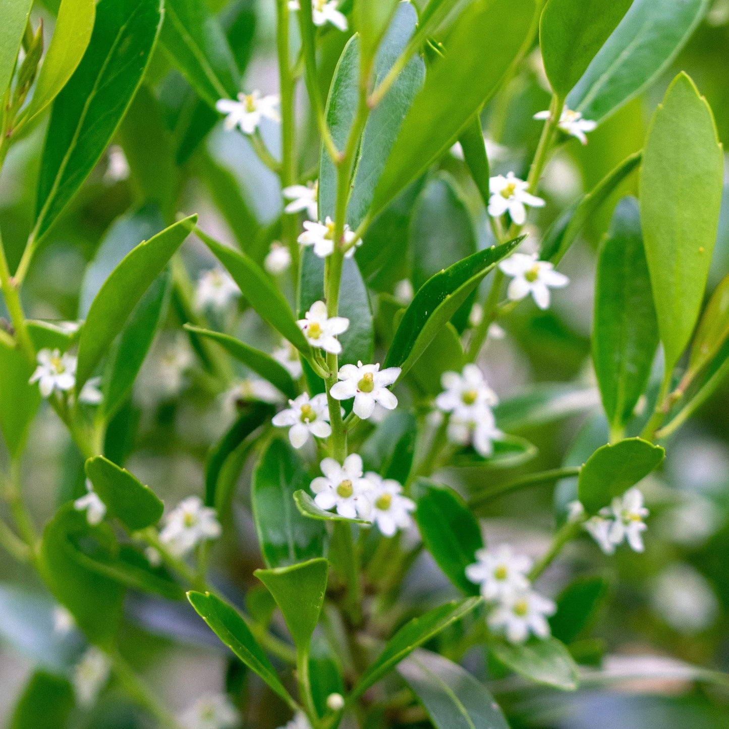 Inkberry Holly Shrub | Ilex Glabra | 3 Live Plants | Cold Hardy | Excellent Border Shrub & Foundation Hedge