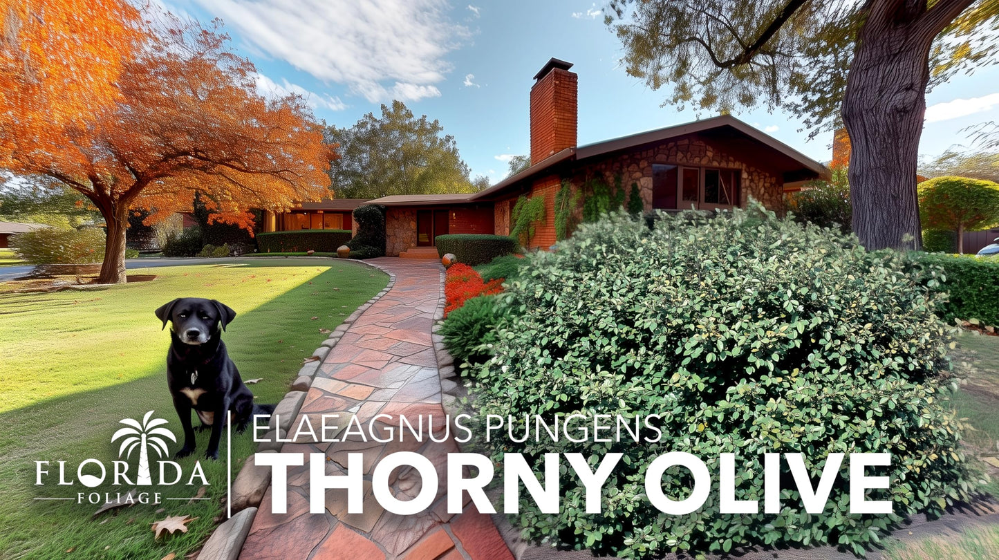 Elaeagnus Pungens I 3 Live Plants I Thorny Olive I Hardy Evergreen Shrub with Fragrant Blooms, Perfect for Hedges, Screening & Ornamental Garden Display