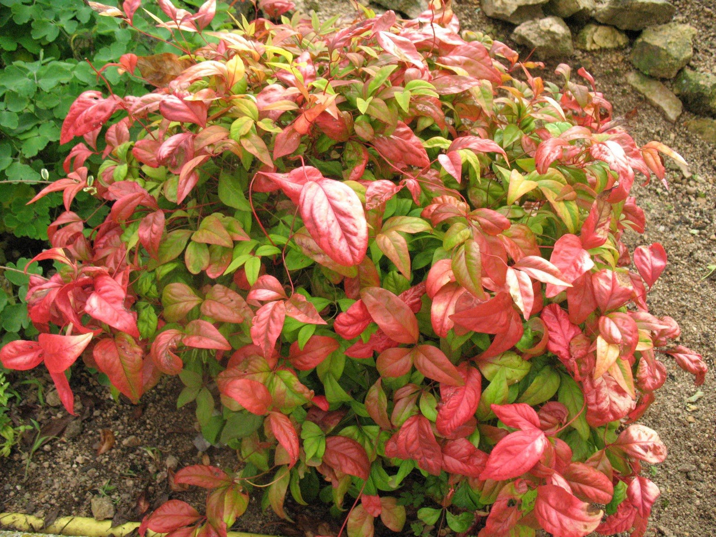 Firepower (Dwarf) Nandina Heavenly Bamboo - Live Plant - (2.5 QT)