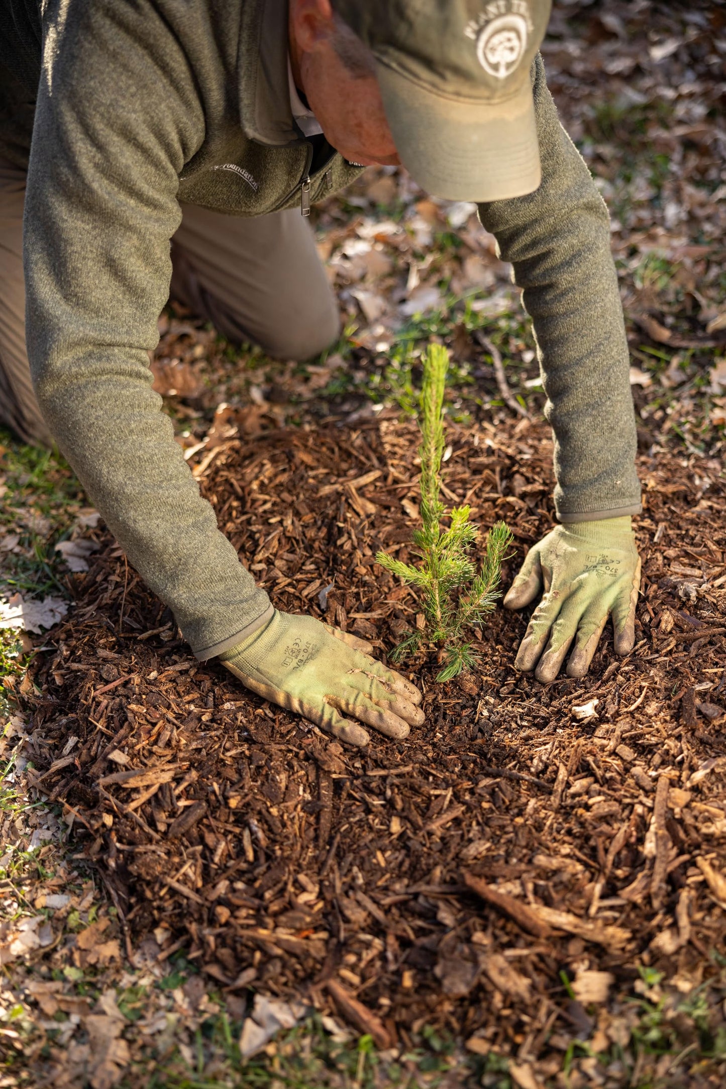 White Spruce Live Tree Seedling Plugs | 6"-12" | Arbor Day Foundation (3-Pack)