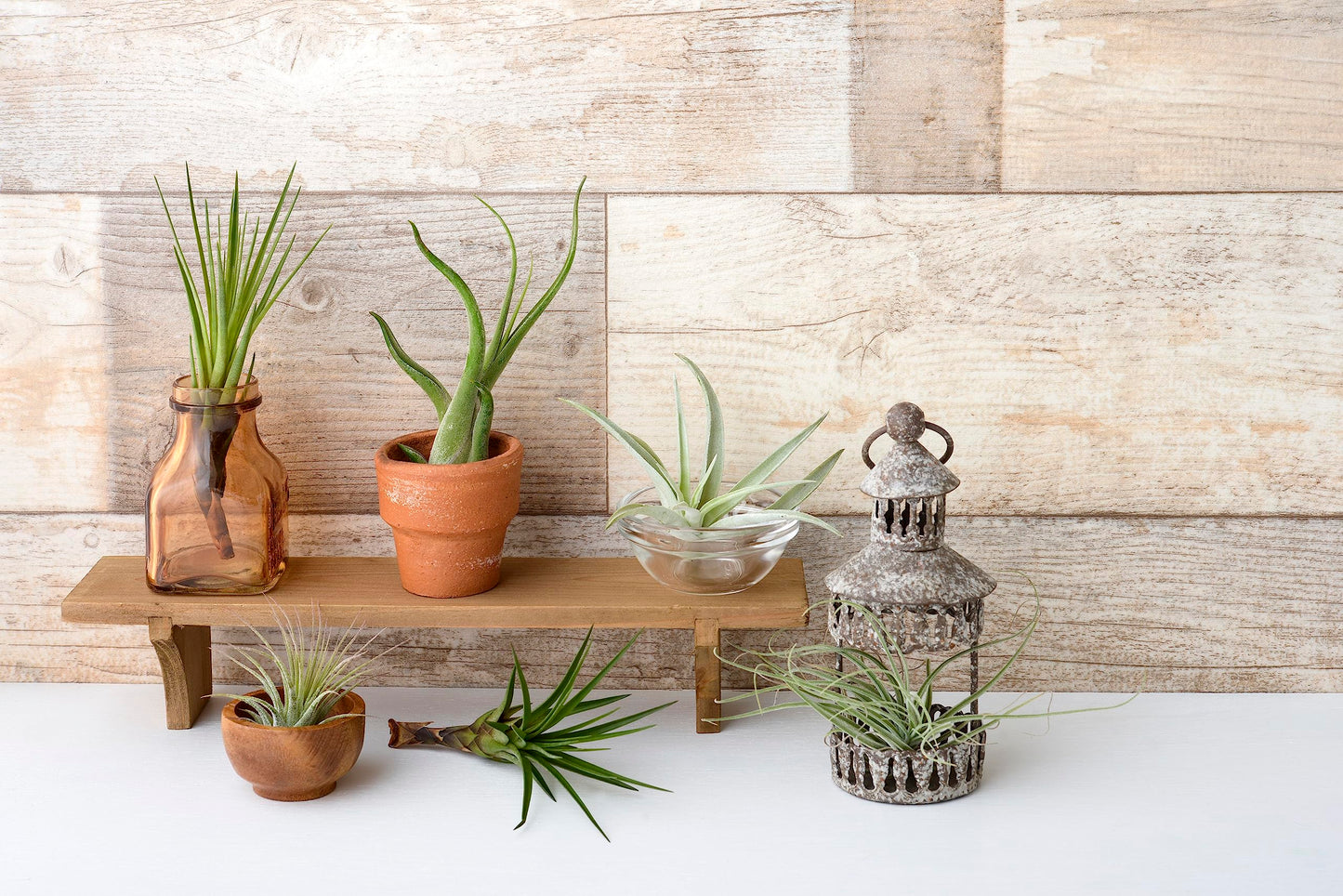 Air Plant Low Light House Plants Box (5PK) Tillandsia Air Plants Live Houseplants Live Indoor Plants Live Succulents Plants Live Terrarium Plants Live, Air Plant Holder Airplant Kit by Plants for Pets
