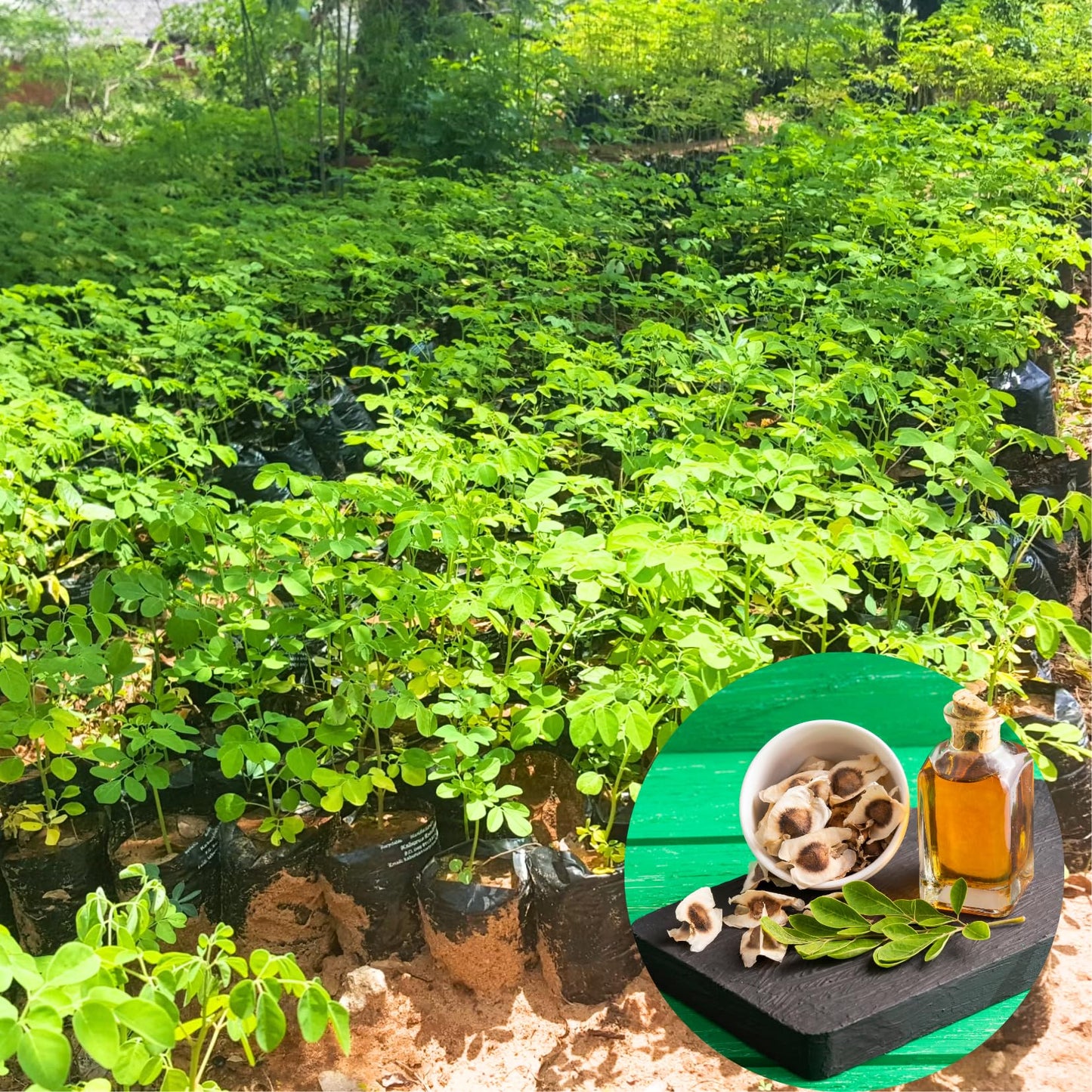 2 Moringa Trees Live Plants, Malunggay Drumstick Horseradish Tree, Moringa Oleifera 6"-8" Tall for Planting