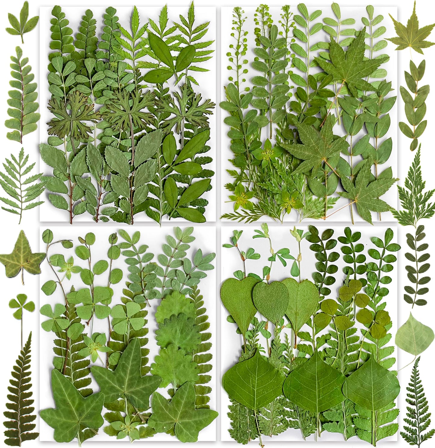 85PCS Real Dried Pressed Leaf Leaves, YouthBro Green Nature Plant Herbarium Set for DIY Jewelry Candle Soap Vase Making Nail Card Scrapbook Art Craft Floral Decors,28 Styles Green Mixed