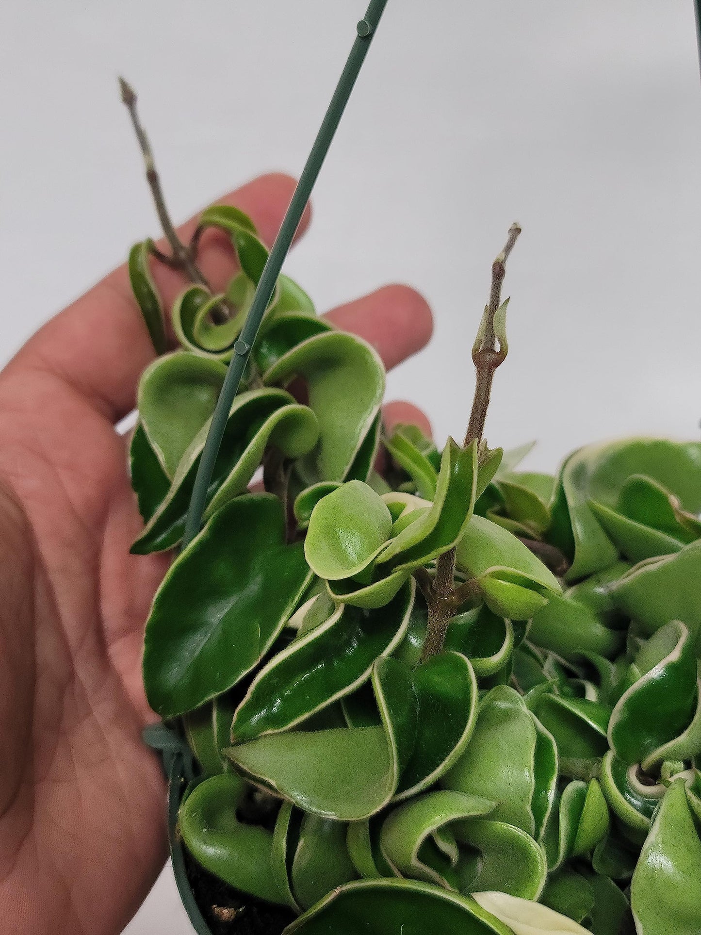 Variegated Hoya Compacta aka Hoya Hindu Rope Variegated Available in 2", 4", and 6" Pot Live Hoya Plant Prime Plants California (2 Small Plants/Stems, 4" Pot)
