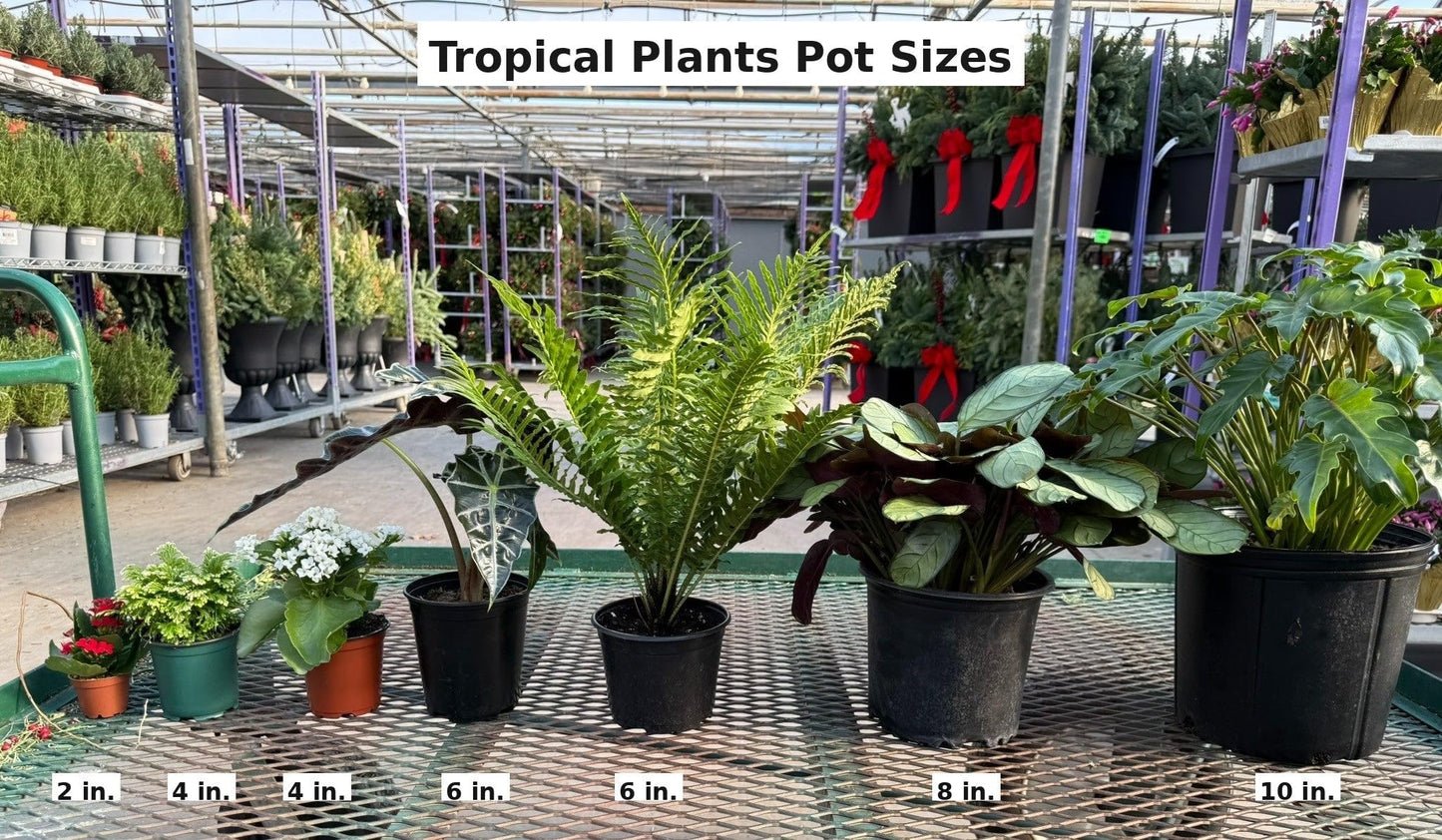 RedCrocus - RedCrocus Dragon Tree Dracaena marginata - Indoor & Outdoor Living Plant, Low Maintenance, Stylish Foliage, Pet Safety Warning 10" Pot