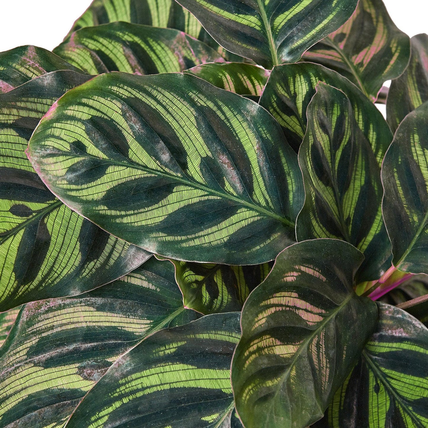 Calathea 'Makoyana' in 4in Pot - Live Tropical Houseplant - Easy to Grow | Air Purifying | Pet Friendly | Variegated | USA Growers | The Snobby Leaf