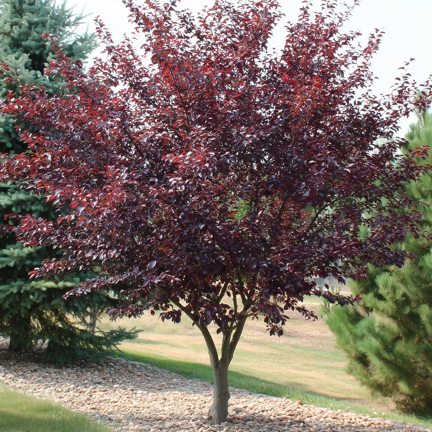 2 Purpleleaf Sand Cherry Shrubs/Trees - 18-24" Tall Live Plants - Purple Leaf Cistena Plum Bushes - Prunus x cistena - (2 Pack)