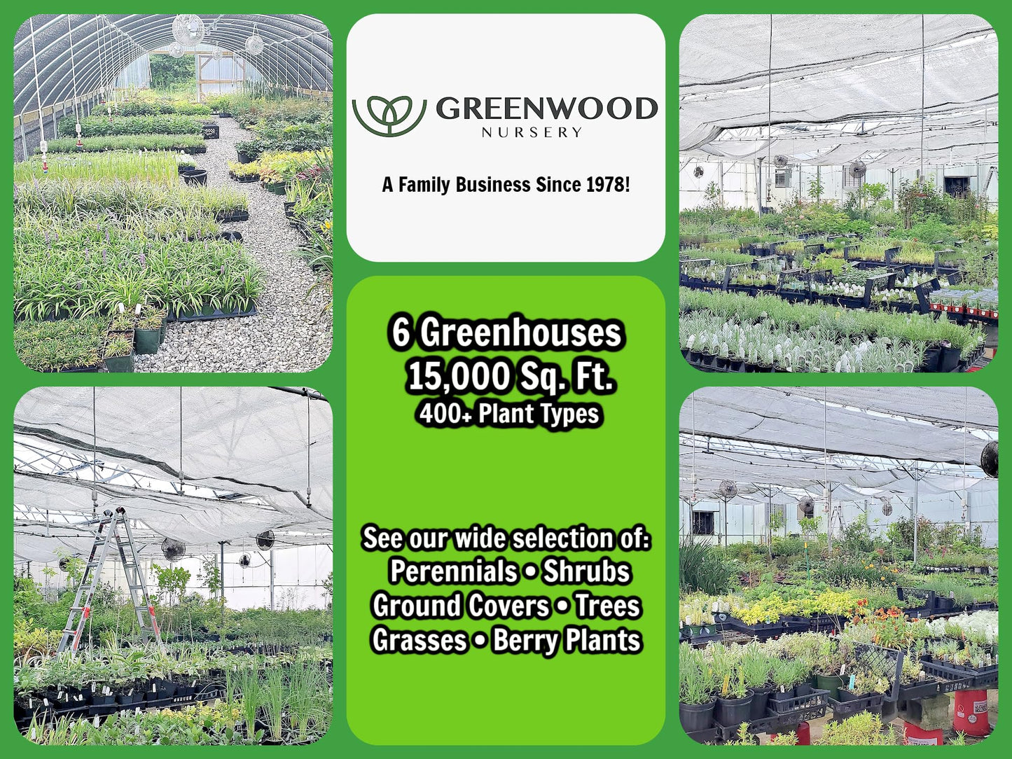 Greenwood Nursery: Live Perennial Plants - Yellow Trumpet Creeper Vine + Campsis Radicans - [Qty: 5X 3.5 Pots] - (Click for Other Available Plants/Quantities)