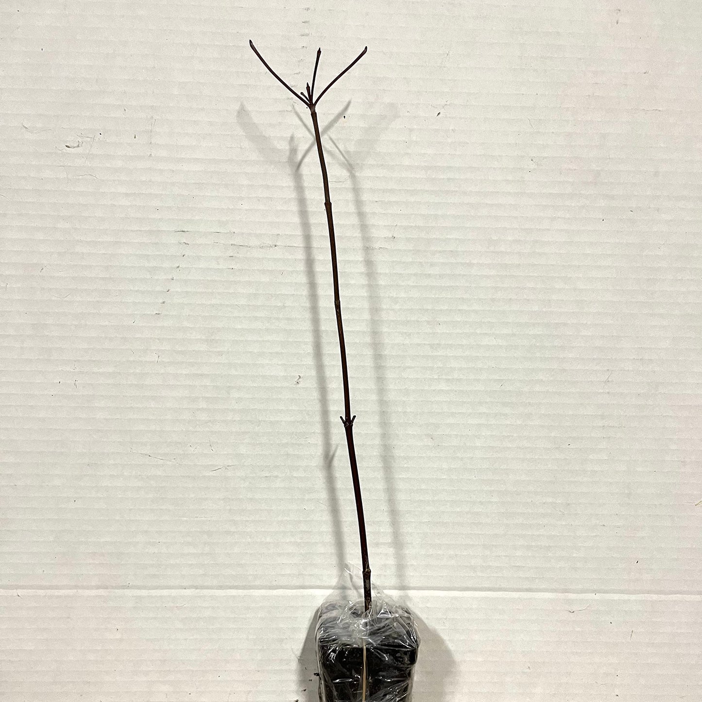 Red Chokecherry Tree - 6-12" Tall Live Plant - 2.5" Pot - Native Choke Cherry Berry Shrub - Prunus Virginiana