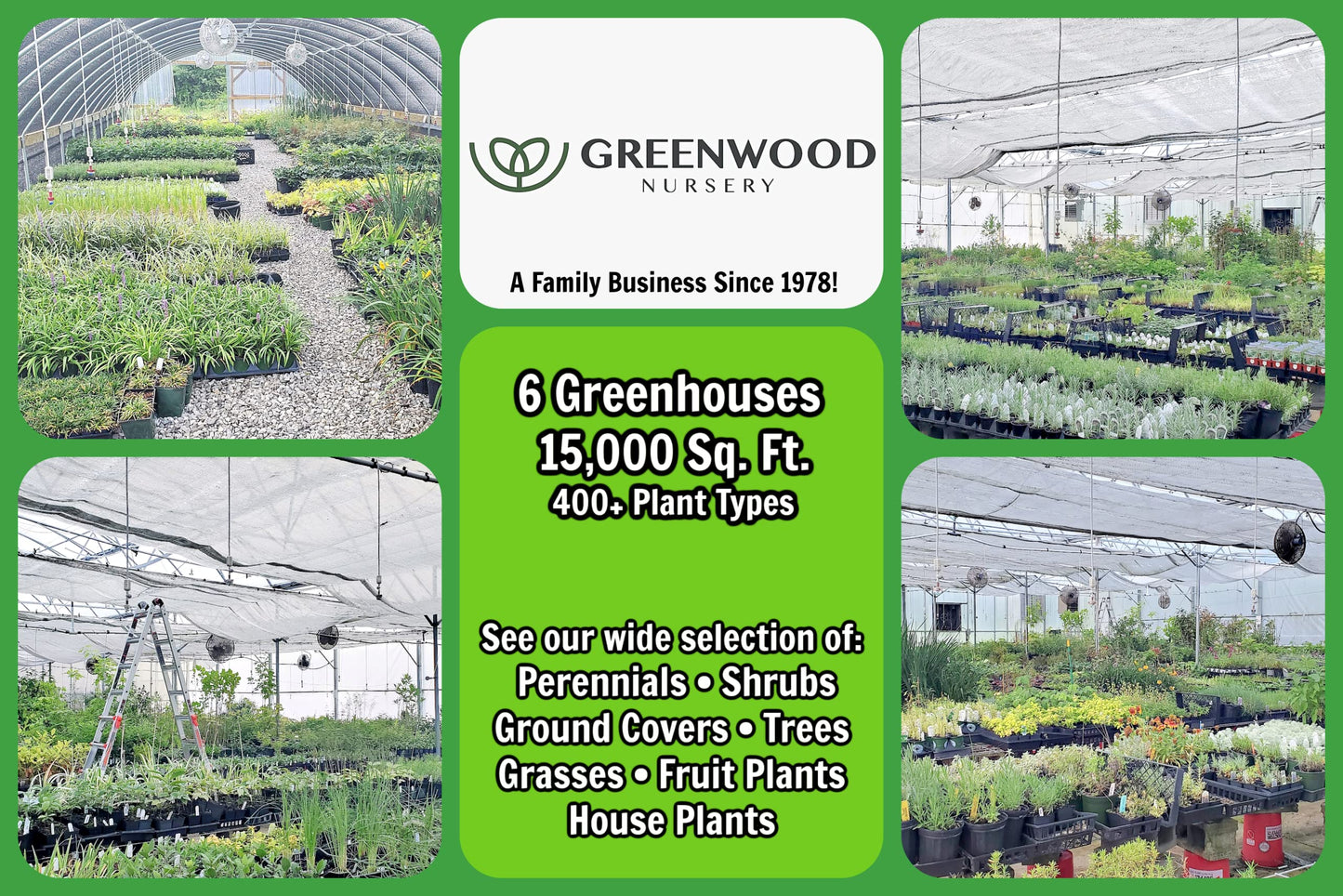 Greenwood Nursery: Live Trees - Fignomenal Dwarf Fig Tree + Ficus carica - [Qty: 2X 3.5 Pots] - (Click for Other Available Plants/Quantities)
