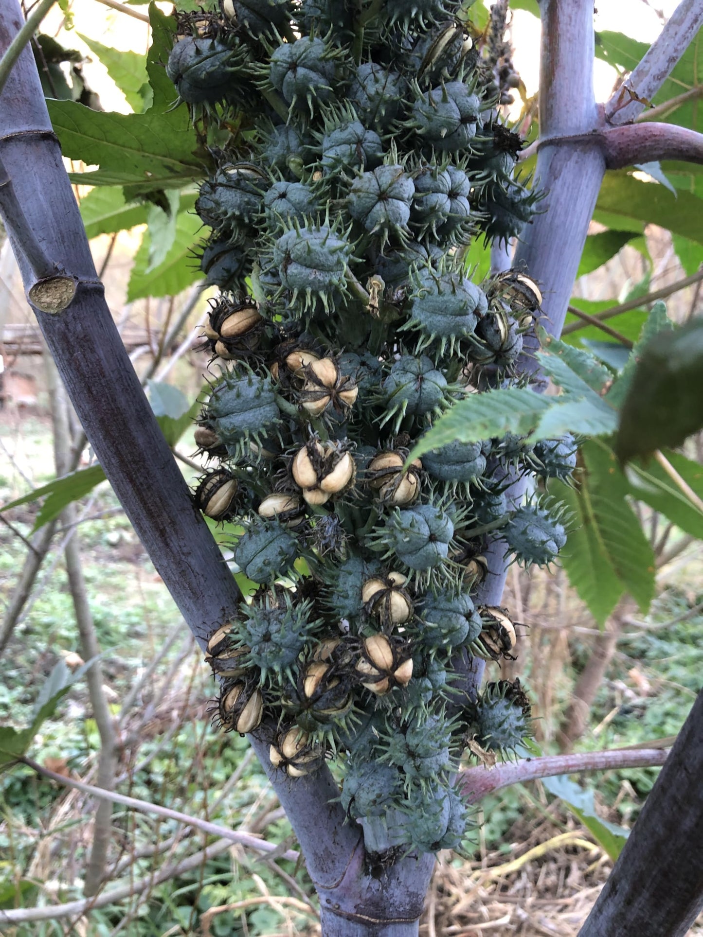 Smoke Camp Crafts Castor Plant Seeds, Ricinus communis, Grows Into Beautiful Mole Plants, African Wonder Tree, 10 Seeds for Planting, 6 Grams