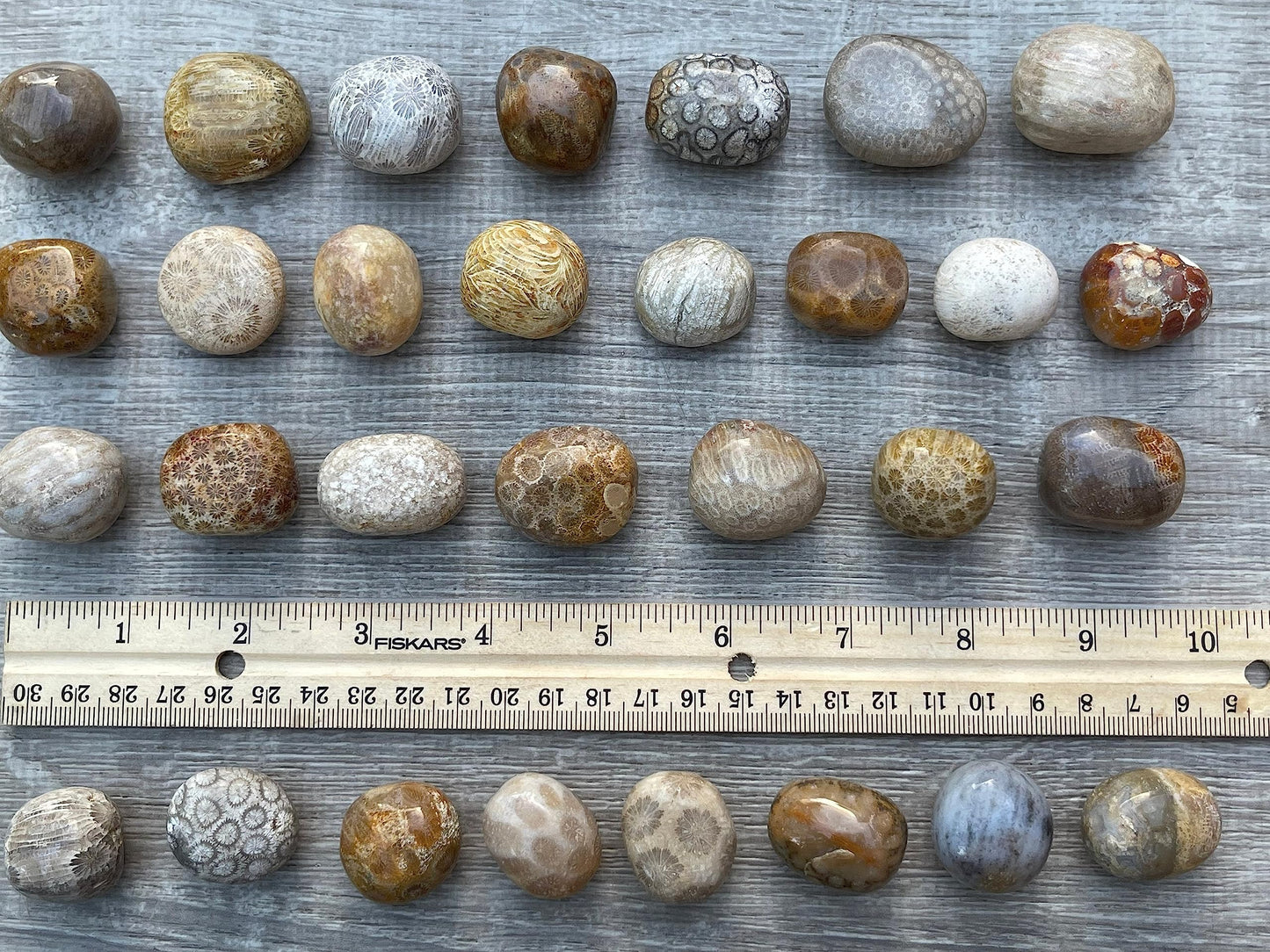GAF TREASURES Wholesale Fossil Coral Tumbled Stones, Polished Natural Fossil Coral Gemstone, Fossil Coral Polished Rocks (Fossil Coral, 0.25 Pound)