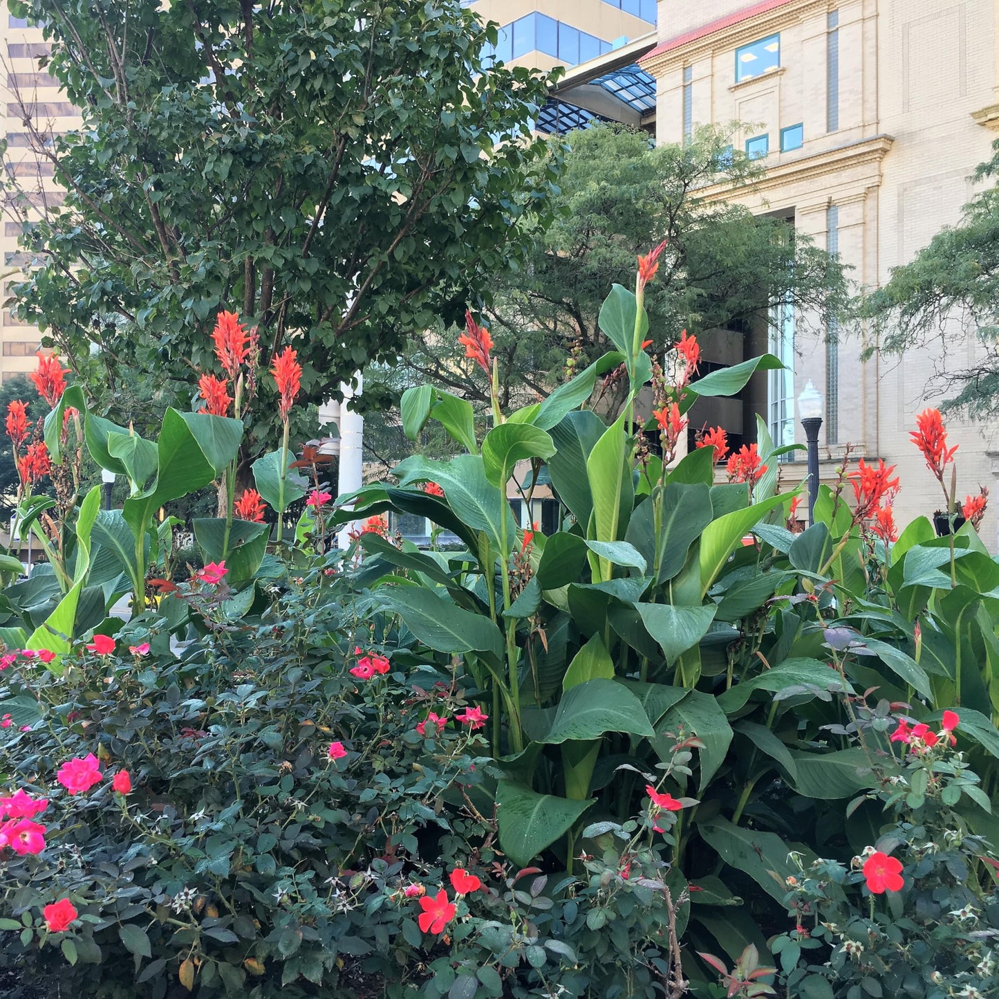 Robert Kemp Canna Lily Bulb – Scarlet Red Blooms, Heritage Giant Variety, Hummingbird Garden, Zones 3–9, 6–8 Ft Tall, Summer Flowering Rhizome, 1 Bulb