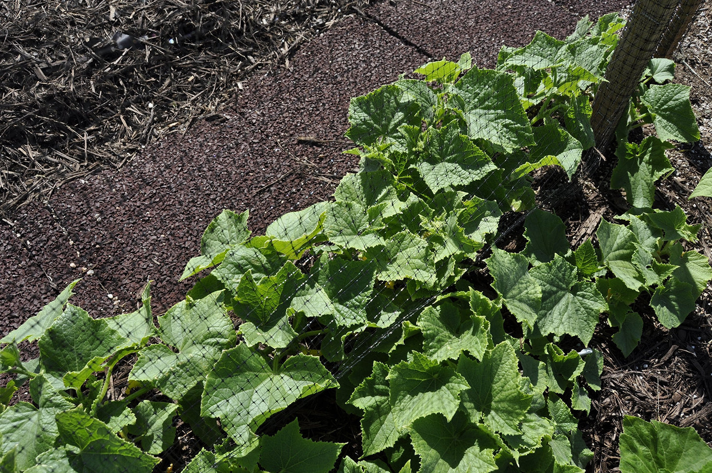 BirdBlock 602, Protective Mesh Covering, Bird Protection, 14’ X 45’, Black