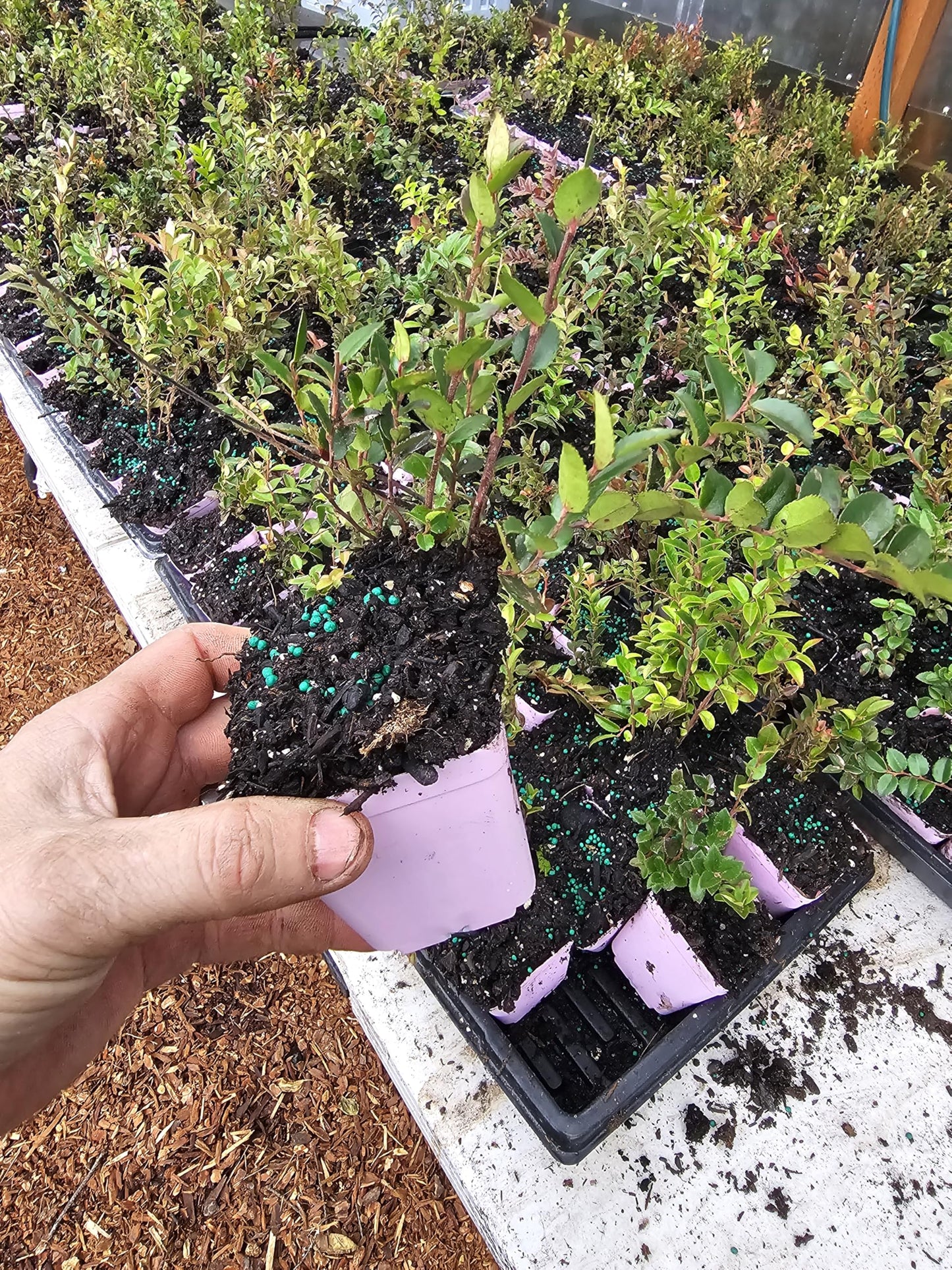 2pack Live Small Wild Huckleberry ovatum, Evergreen Growing as Shown, Growing in 3" Pot from Fairy Garden Farms on The Beautiful Oregon Coast