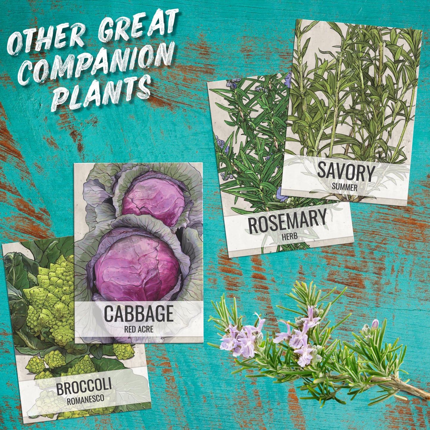 Seed Needs Thyme Seeds for Planting - Non-GMO Heirloom & Untreated Perennial Herb Seed to Plant a Culinary Kitchen Garden Indoors or Outdoors (XL Pack)