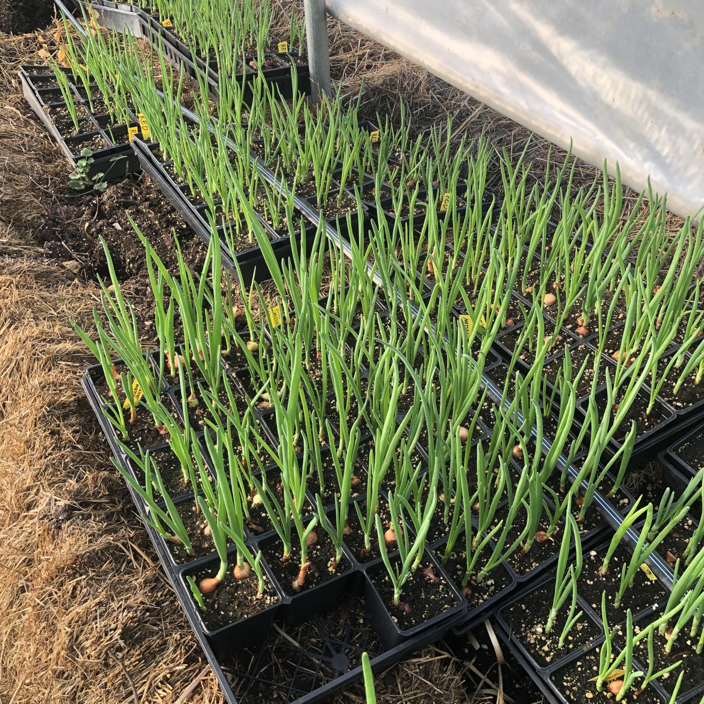 Smoke Camp Crafts Live Red Onion Plants (Allium cepa) in 2.5 inch Pot for Fresh Green Onions or Planting for Seed