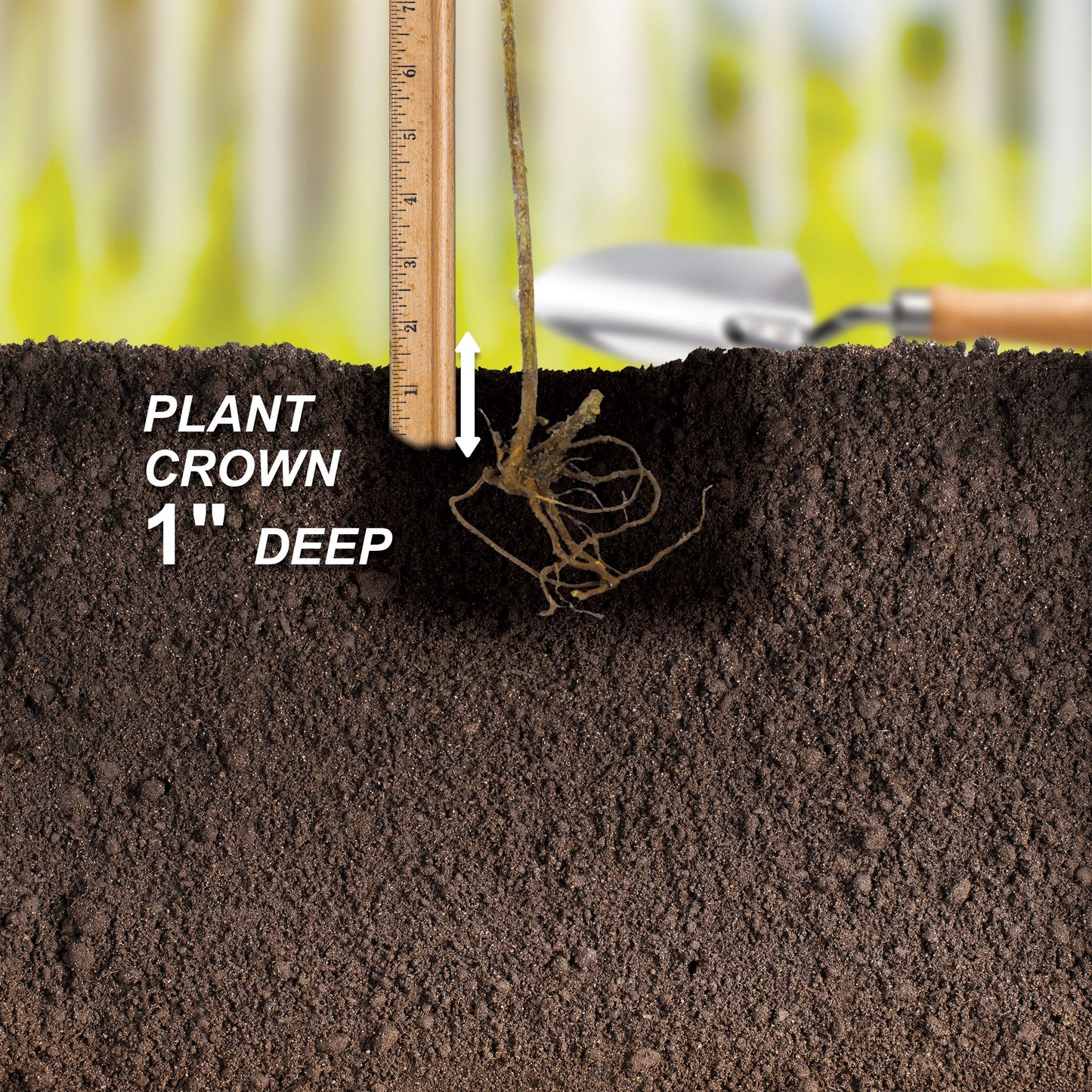 Garden State Bulb Red Suffolk Seedless Grape, Bare Root, Non-GMO, Spring Planting (Bag of 2)