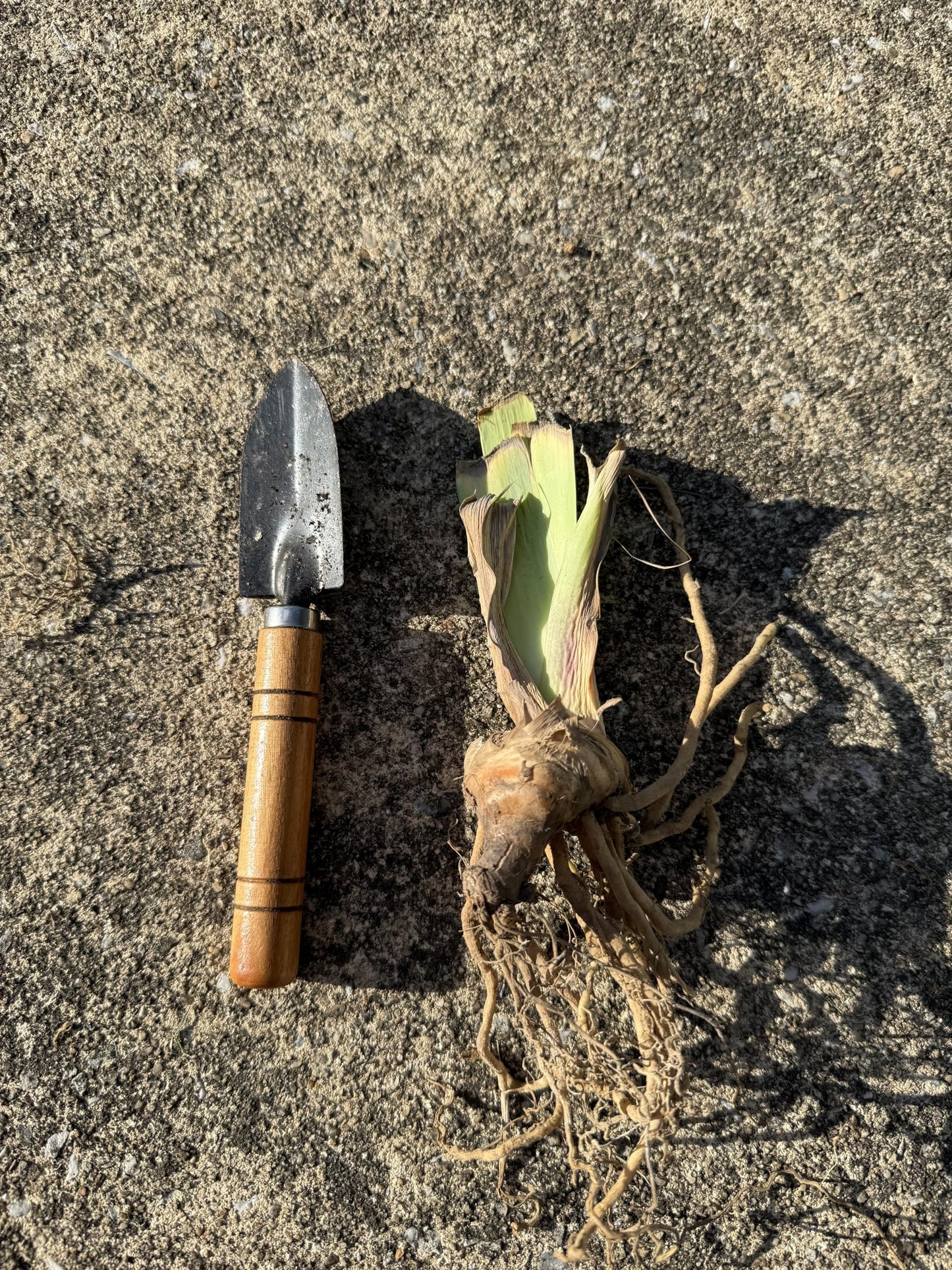 Premium Bearded Iris ‘Struck Twice’ Rhizome/Root/Bulbs (1 ea) - Amazon 30-Day Returnable Guarantee